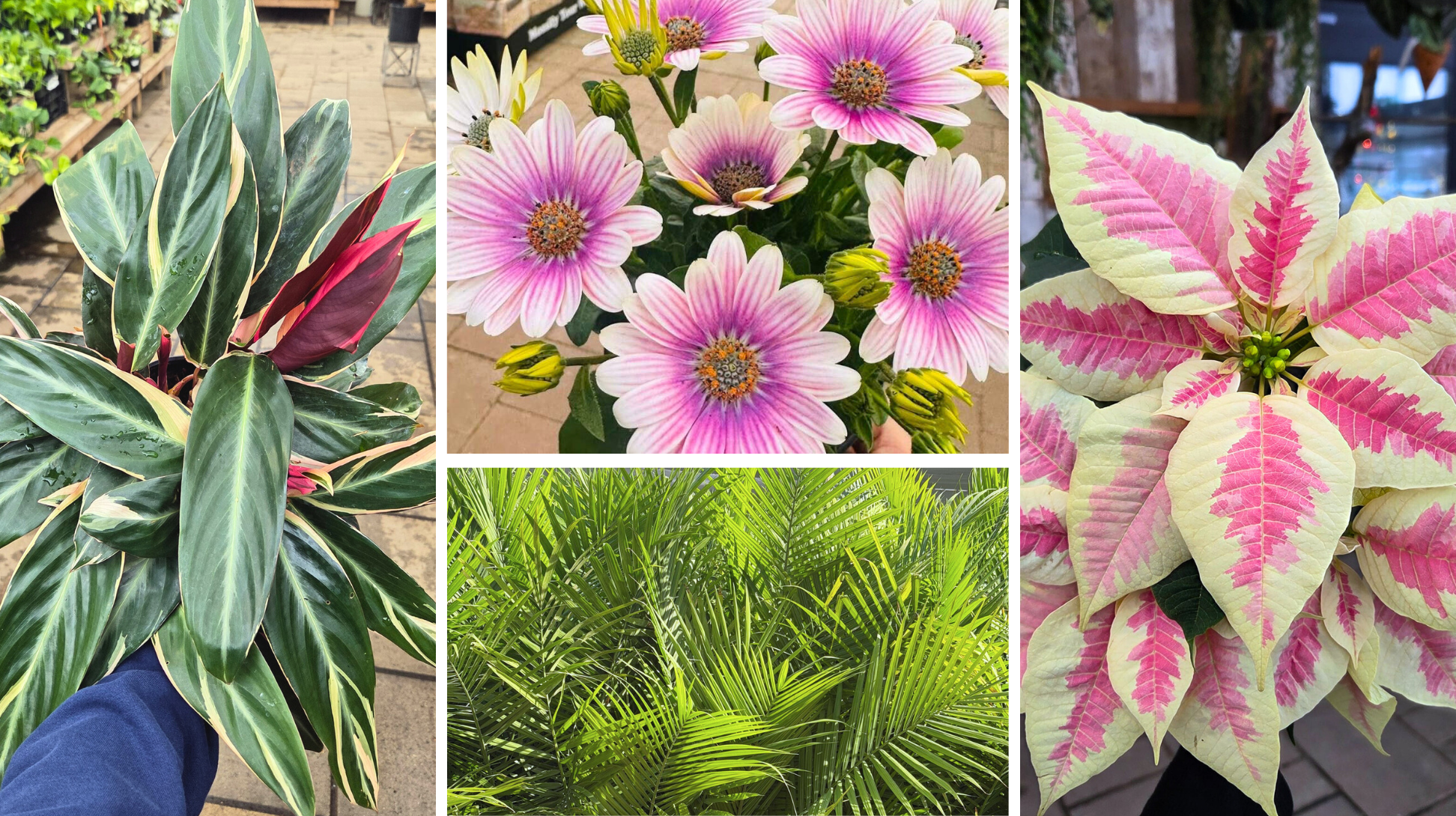 Centre jardinage Granby - 50$