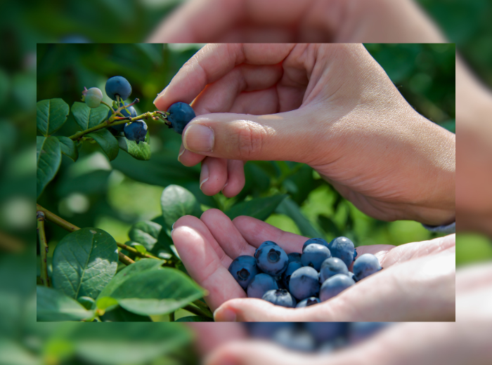 NEWS, autocueillette fruits (CANVA)