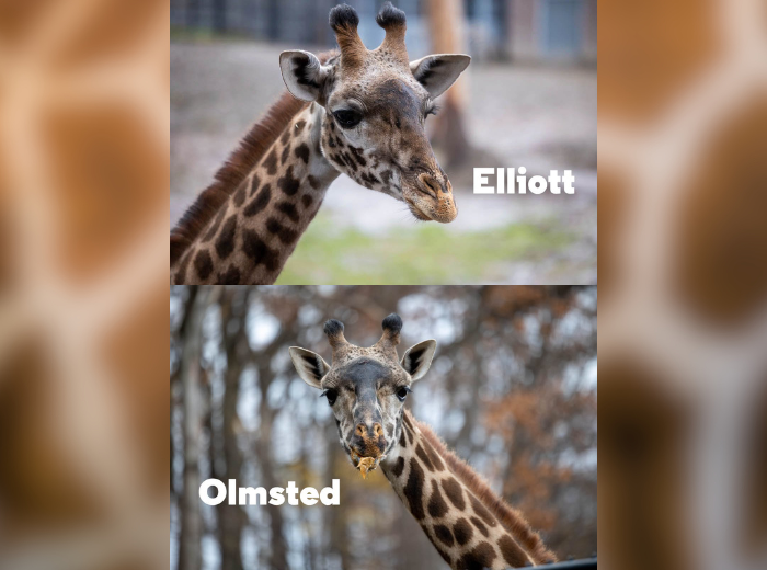 NEWS, nouvelles Girafes (Zoo de Granby)