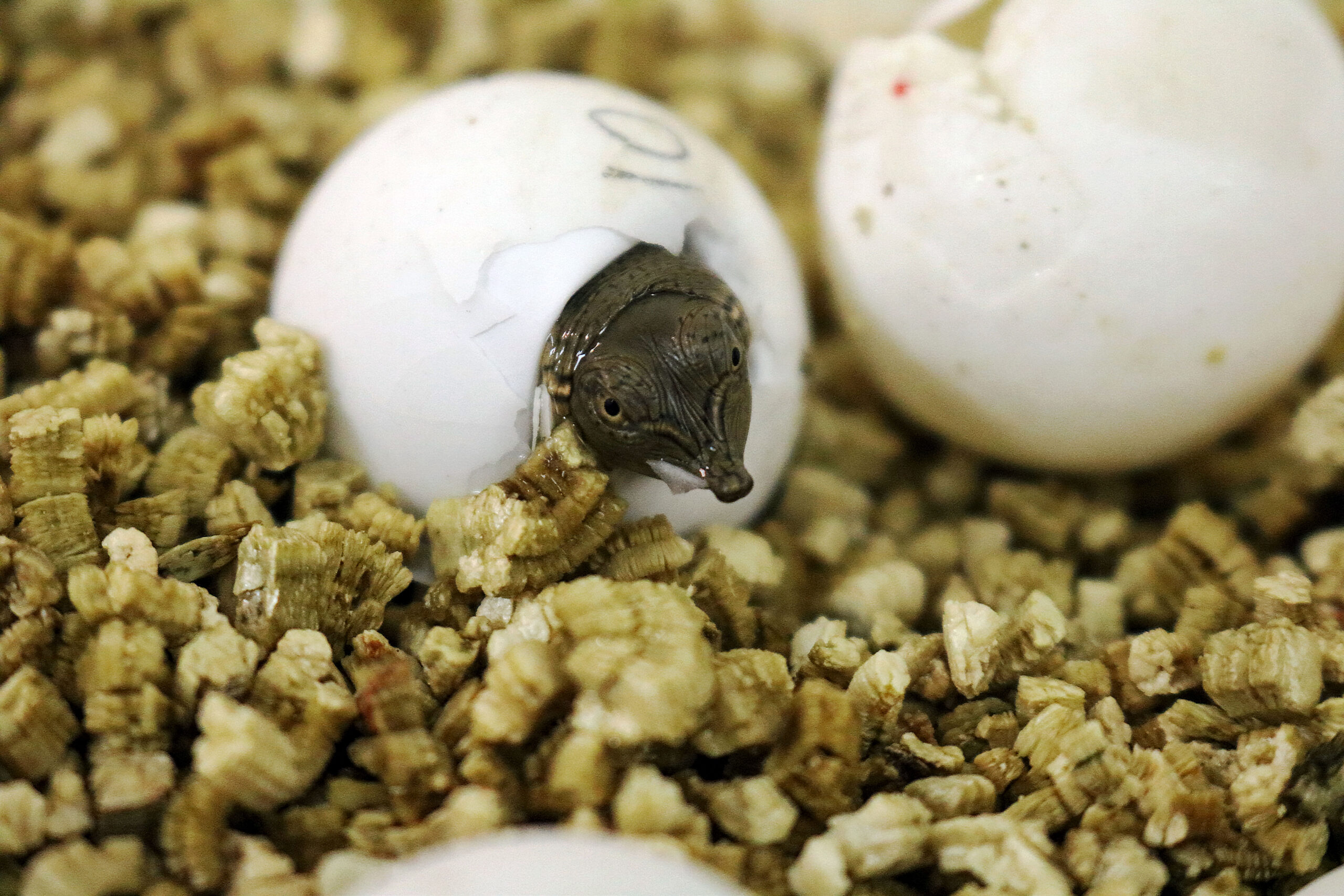 News, tortue (Zoo de Granby) (7)