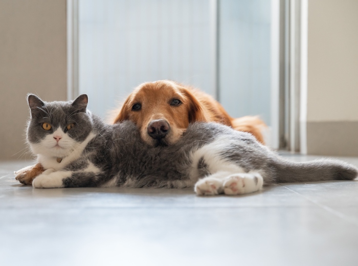 British Shorthair and Golden Retriever get along