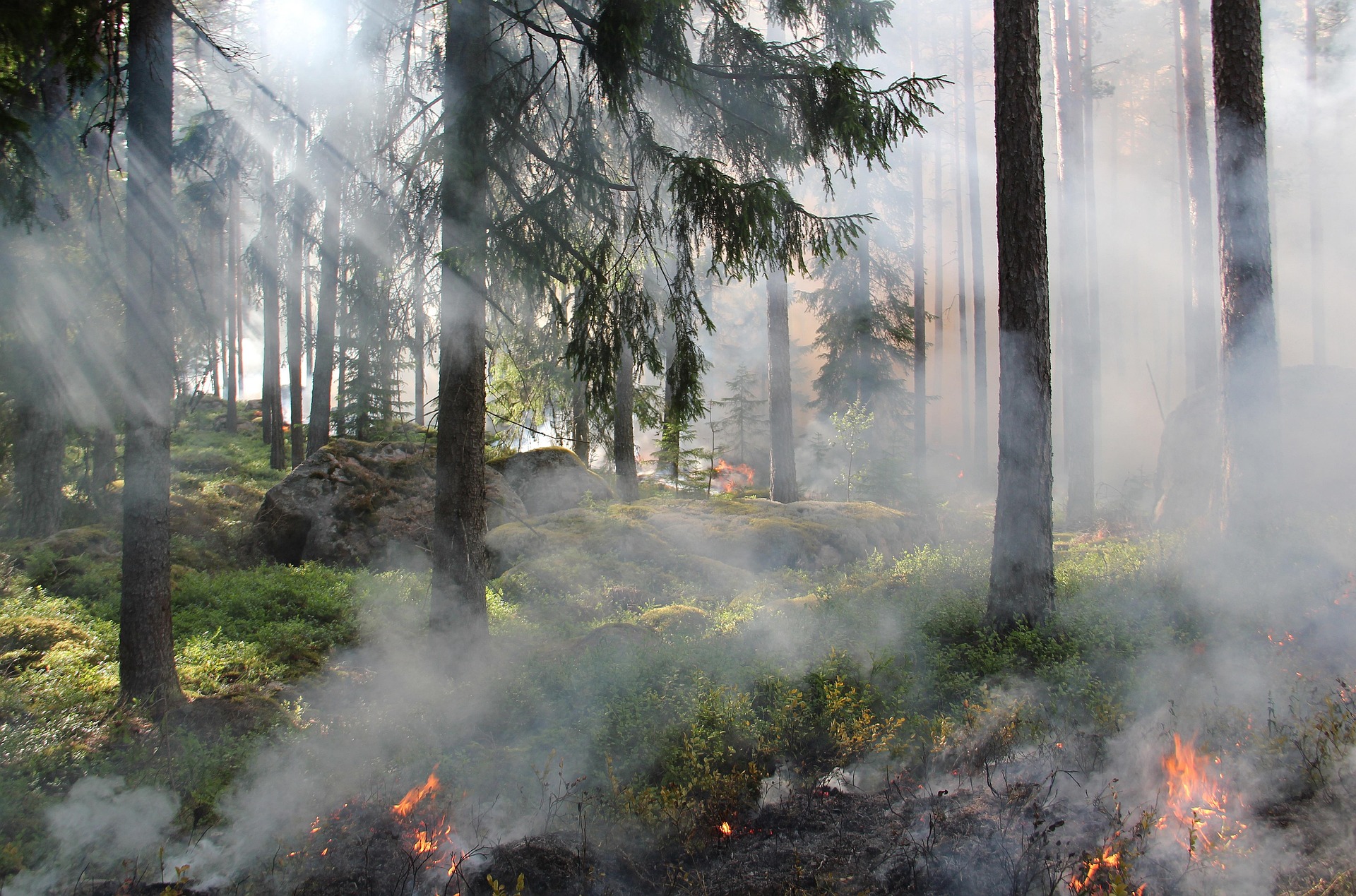 NEWS- Feu de forêt