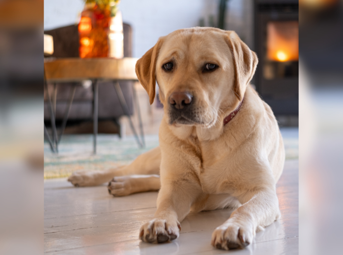 NEW, chien labrador (Canva)