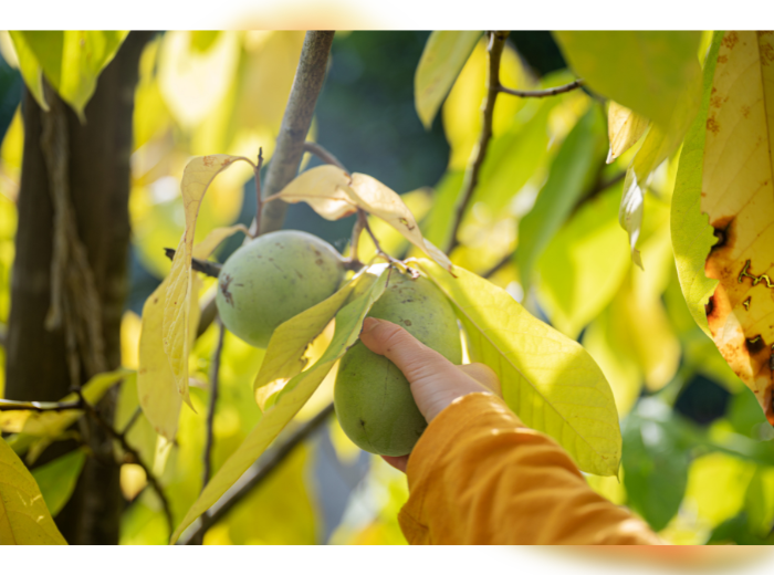 NEWS Pawpaw (Canva)