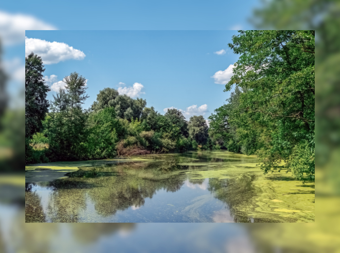 NEWS, algues bleu-vert (CANVA)