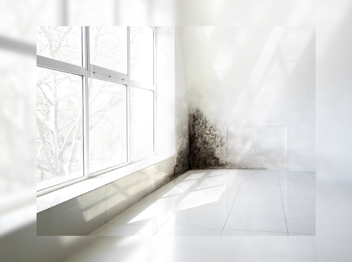NEWS, moisissure (Canva)