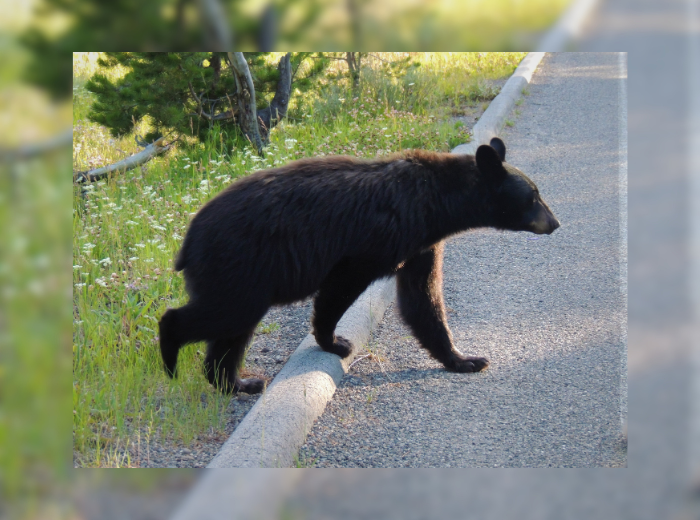 NEWS, ours noir (Canva)