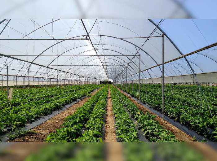 NEWS, serres (Canva)