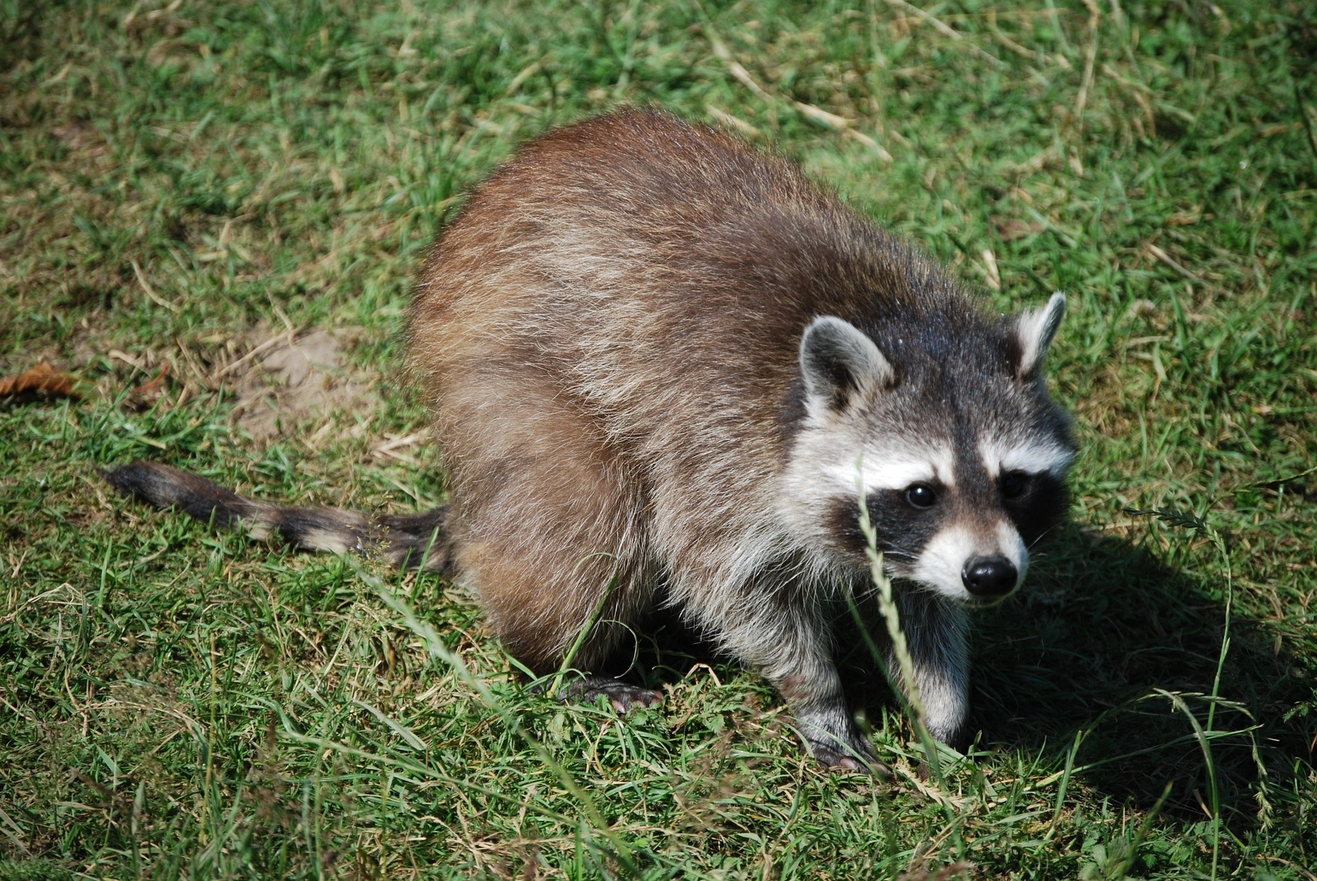 ortrun_lenz-raccoon-1000381_1920