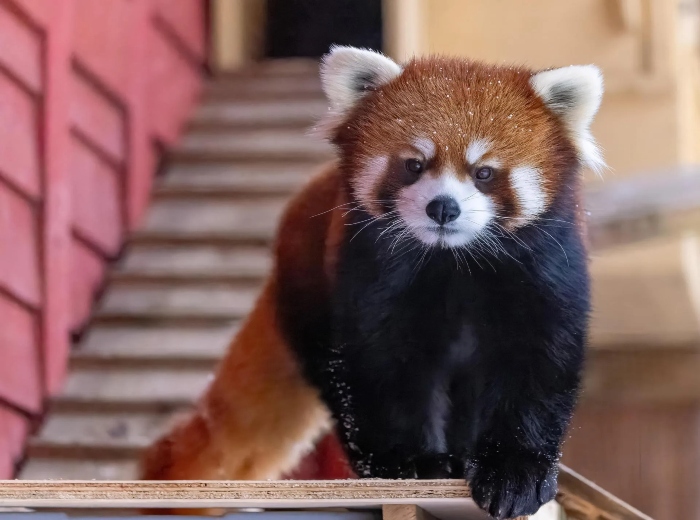 Zoo-de-Granby_petit-panda_Maple