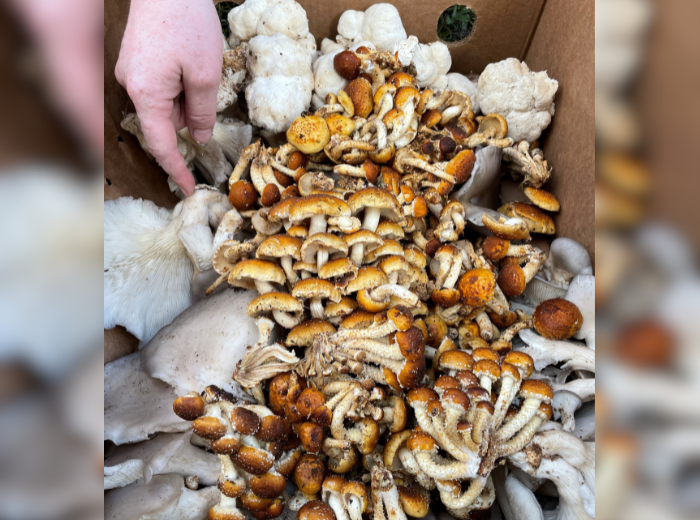 NEWS Projet innovant de champignon(SOS Dépannage Moisson Granby)